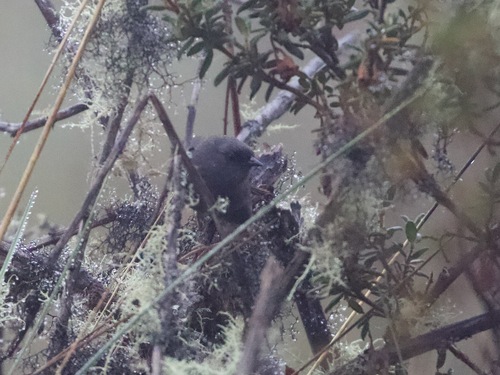 Jalca Tapaculo (Scytalopus frankeae), photo 2