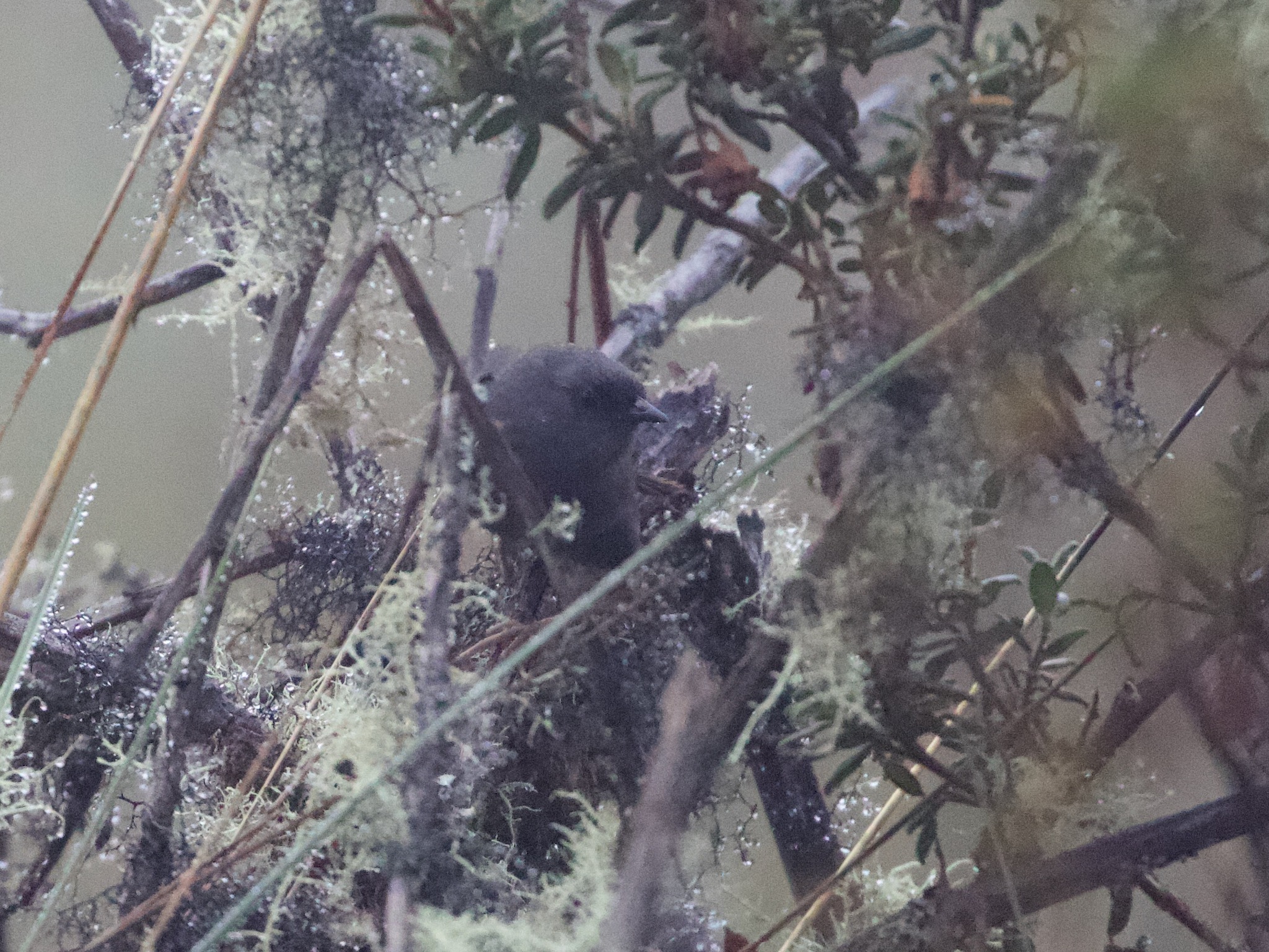Jalca Tapaculo (Scytalopus frankeae), photo 2