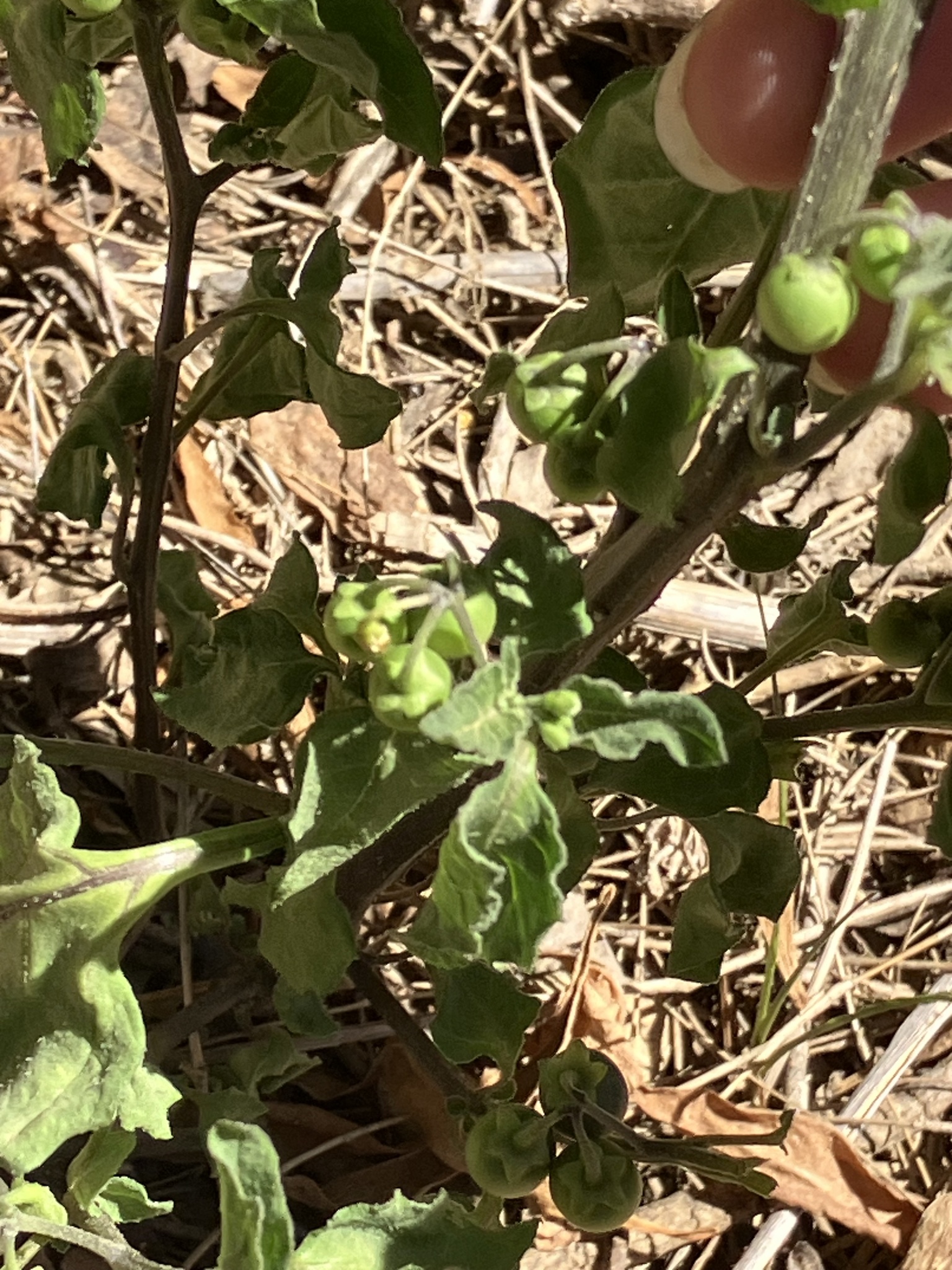 Imagem de Pimenta-de-galinha