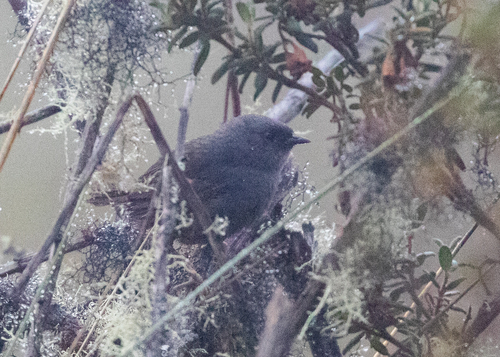 Jalca Tapaculo (Scytalopus frankeae), photo 4
