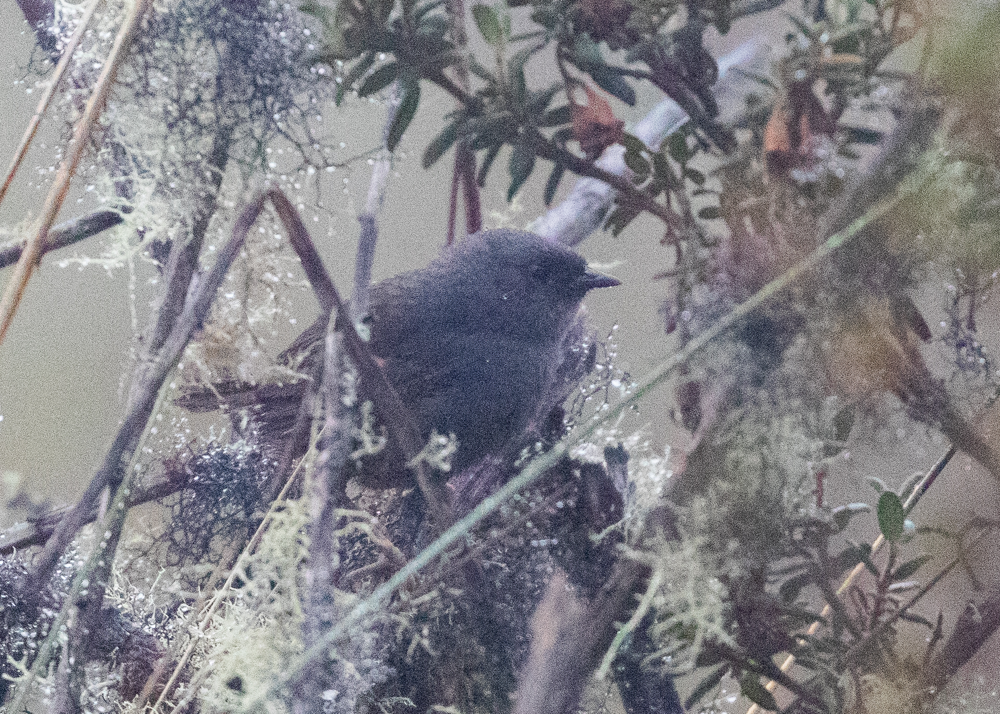 Jalca Tapaculo (Scytalopus frankeae), photo 1