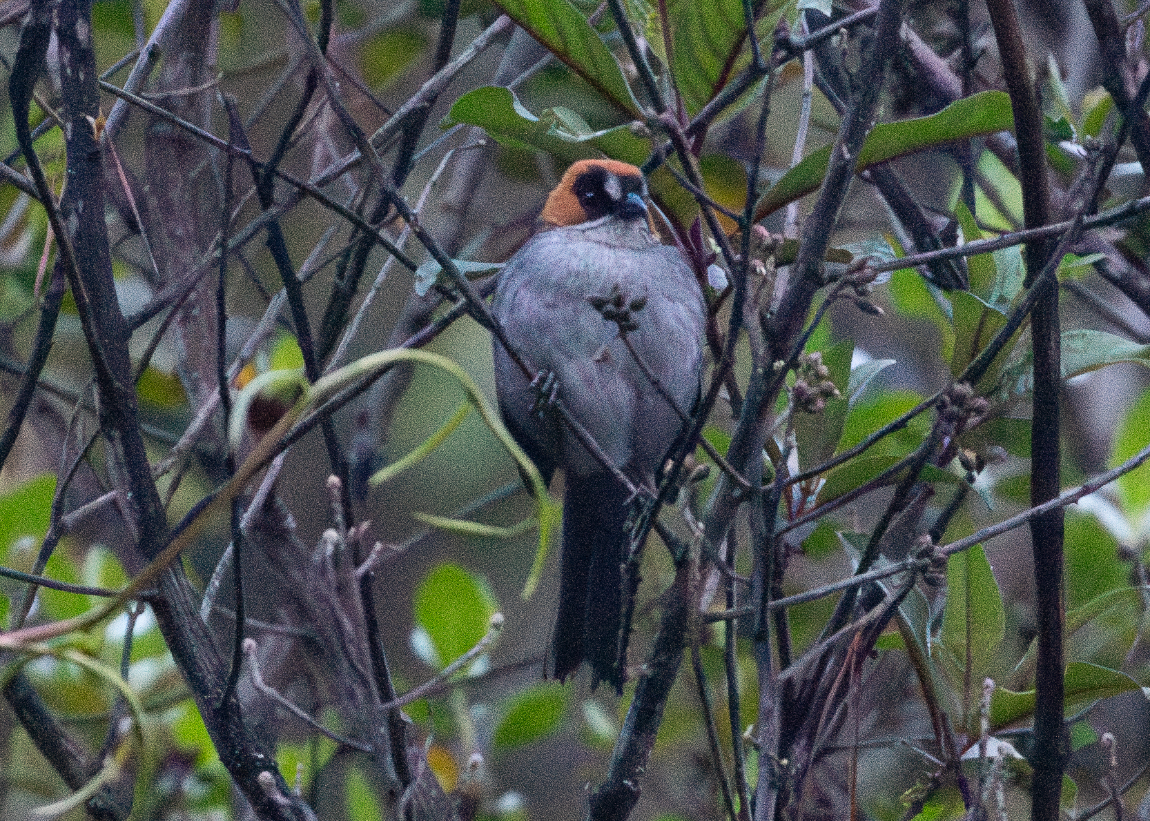 Black-spectacled Brushfinch (Atlapetes melanopsis), photo 5