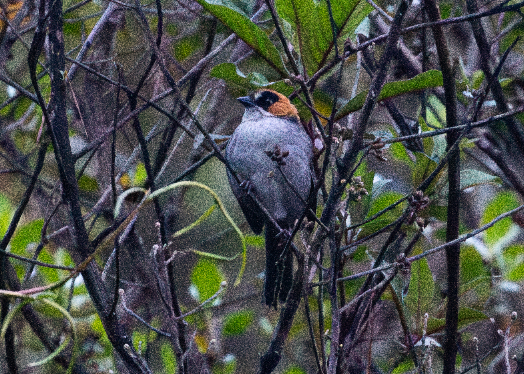 Black-spectacled Brushfinch (Atlapetes melanopsis), photo 4