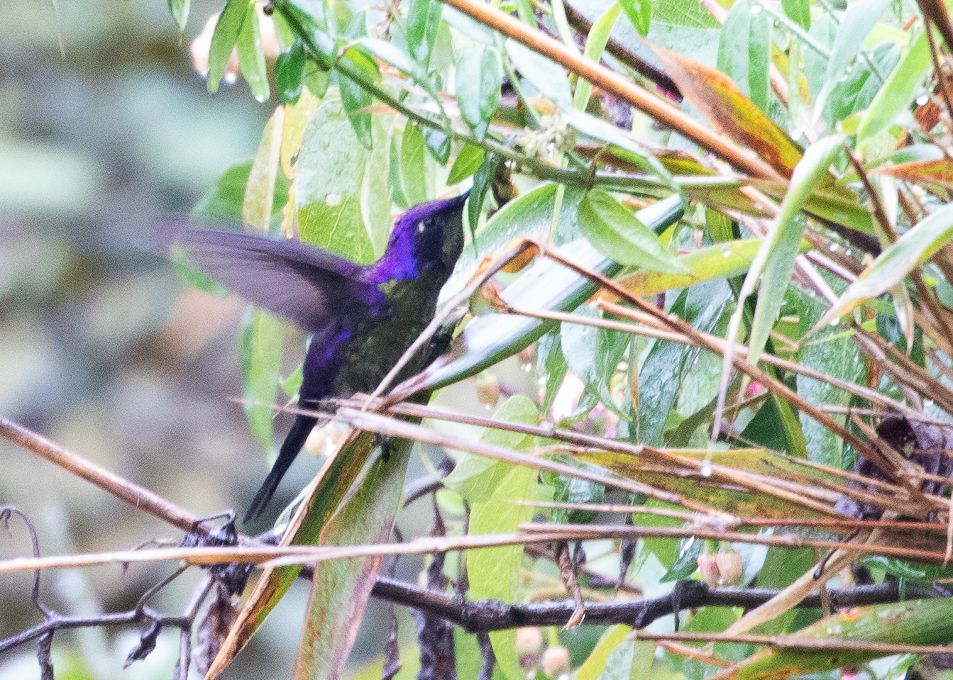 Purple-backed Thornbill (Ramphomicron microrhynchum), photo 5
