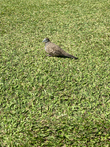 Geopelia striata observed 2025-01-02