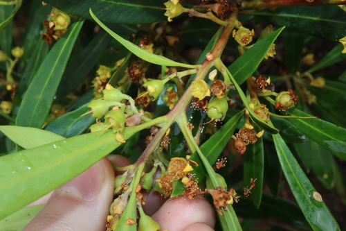 Image of Tristaniopsis laurina by (c) Thomas Mesaglio, some rights reserved (CC BY)