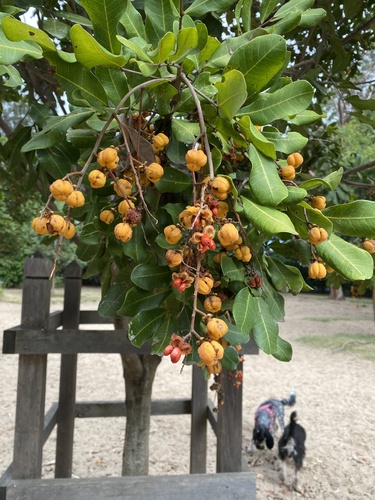 Foto de Carapinha