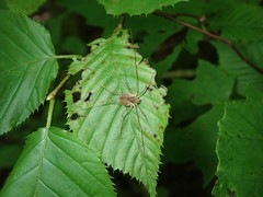Oligolophus tridens