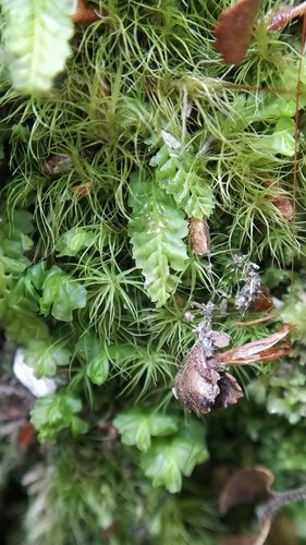 Acrobolbus plagiochiloides