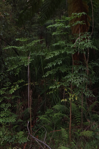 Foto de Itajubá