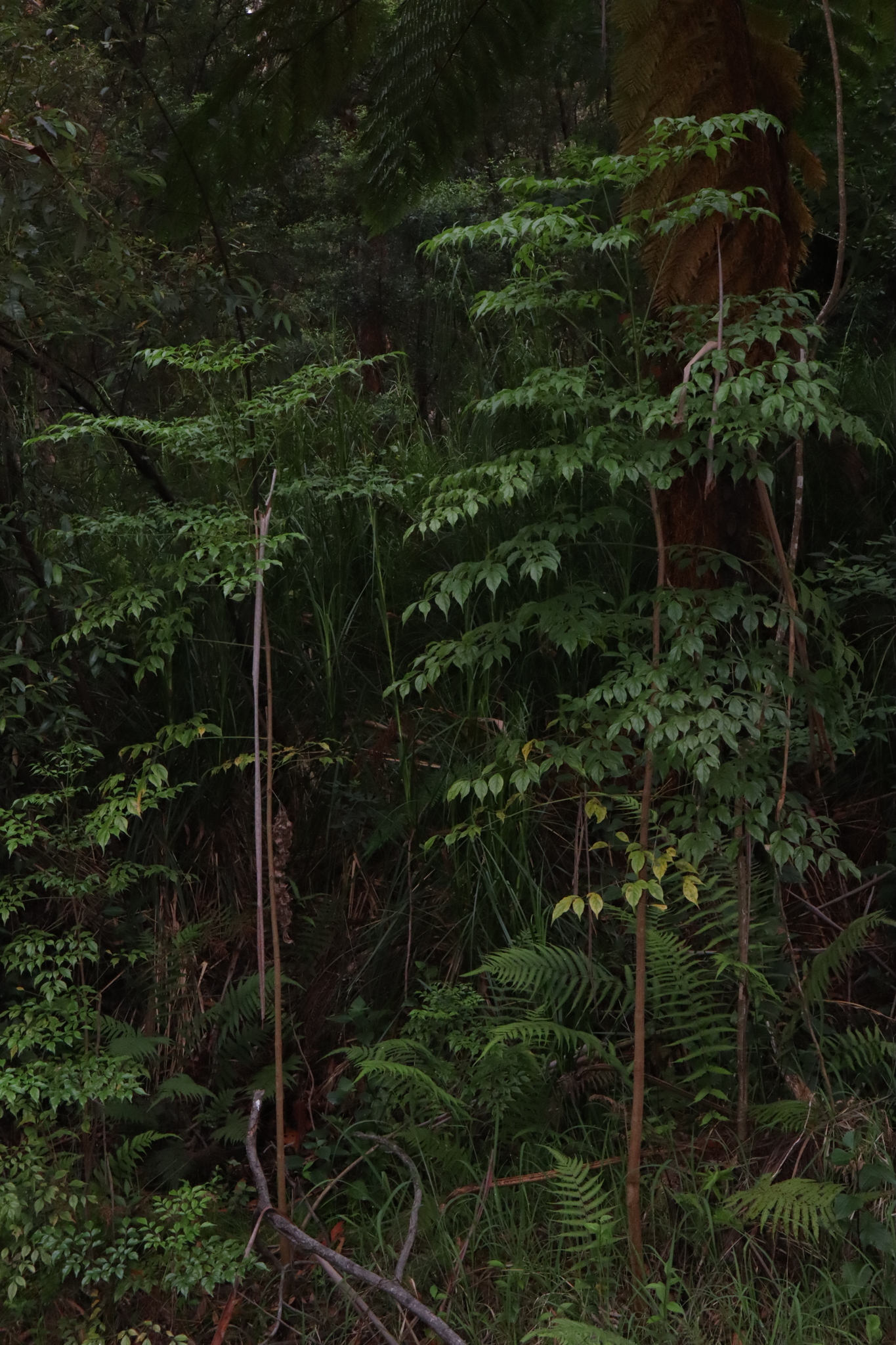 Imagem de Itajubá