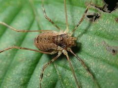 Oligolophus tridens
