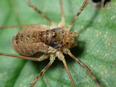 Oligolophus tridens