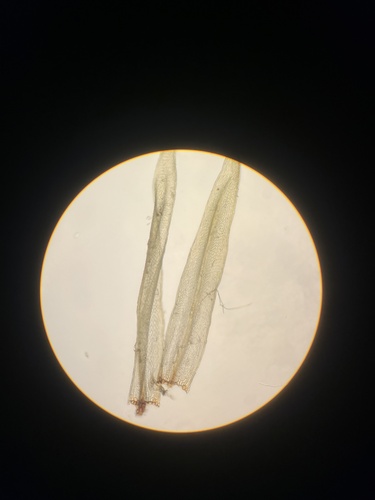Daltonia ovalis