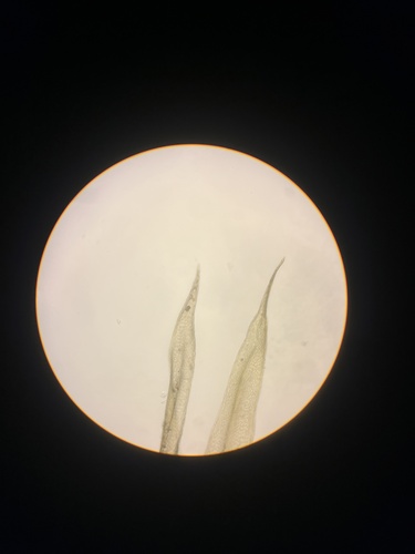 Daltonia ovalis