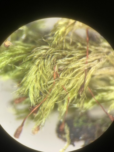 Daltonia ovalis