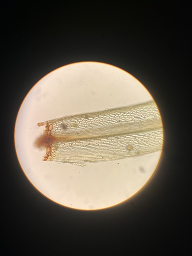 Daltonia ovalis
