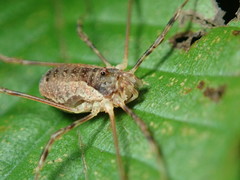 Oligolophus tridens