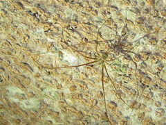 Neotama mexicana