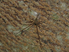 Neotama mexicana