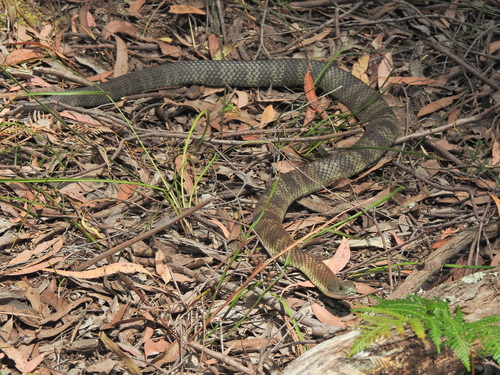 Tiger Snake sighting