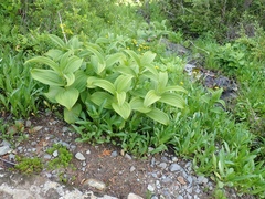 Veratrum viride