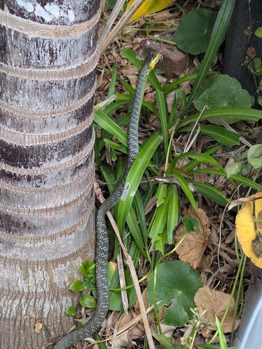 Common Tree Snake sighting