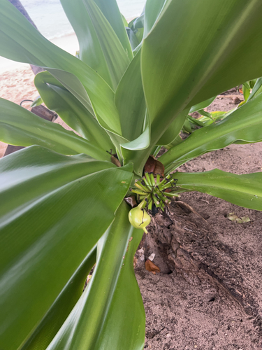 Foto de Açucena do brejo