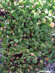 Heuchera rubescens