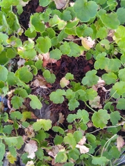 Heuchera rubescens