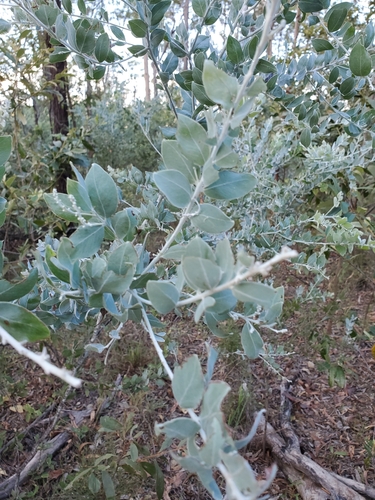 Foto de Acácia-mimosa