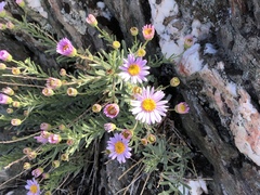 Erigeron klamathensis