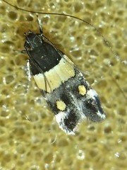 Triclonella determinatella