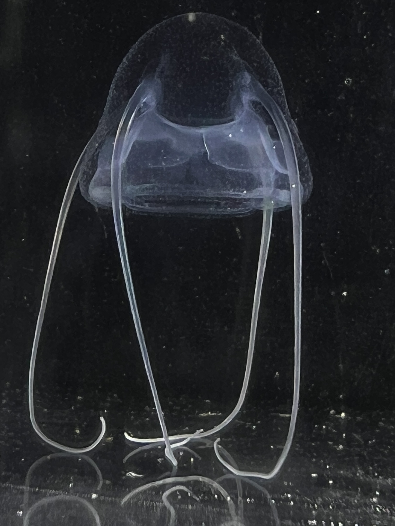Solmundaegina nematophora Lindsay, 2017