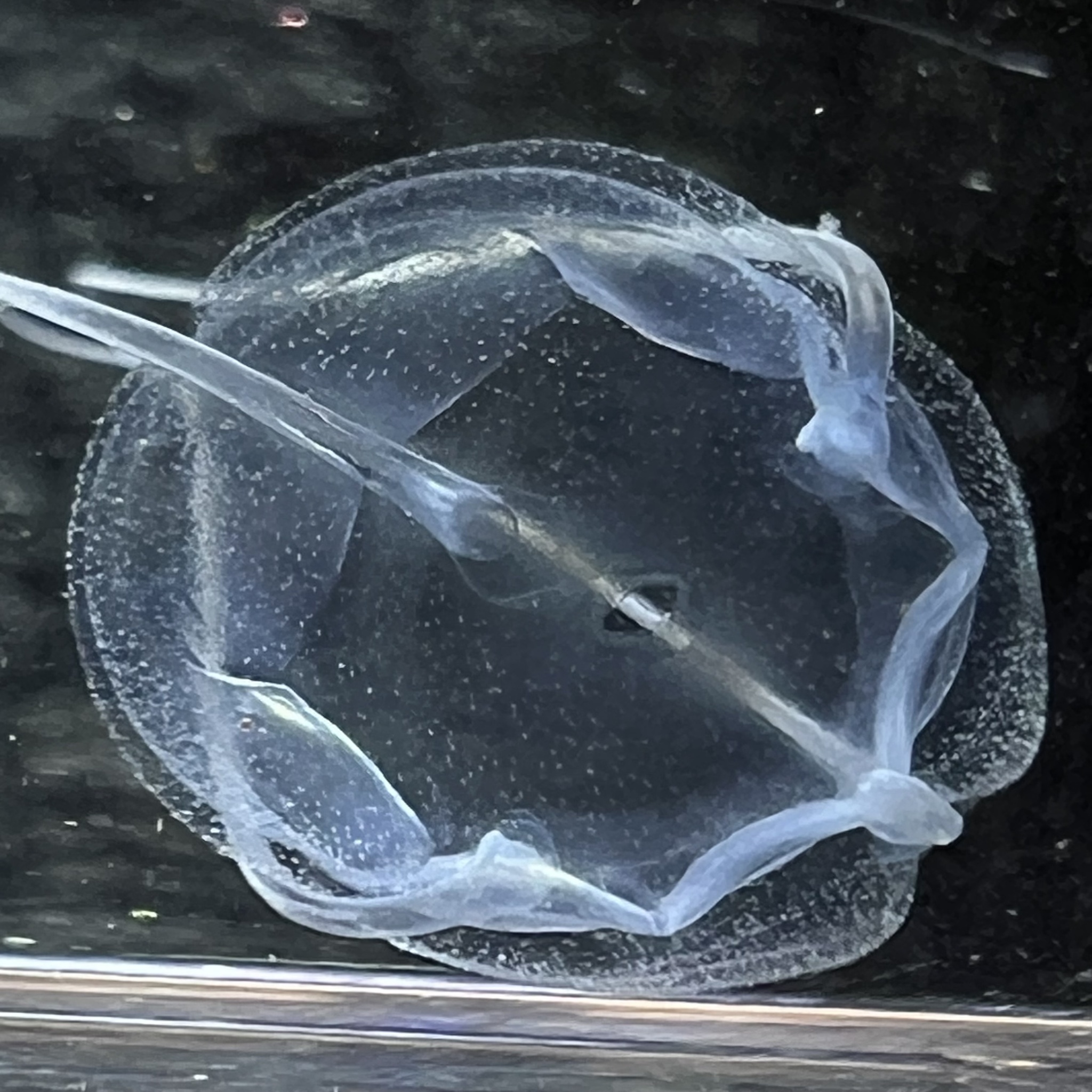 Solmundaegina nematophora Lindsay, 2017