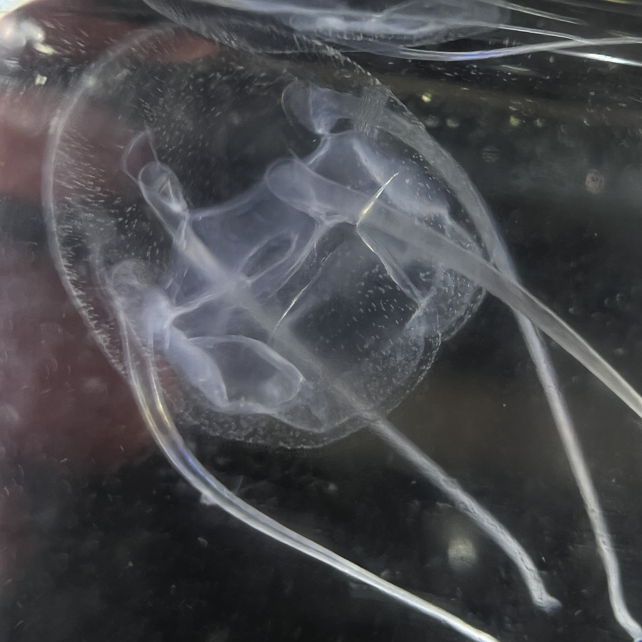 Solmundaegina nematophora Lindsay, 2017