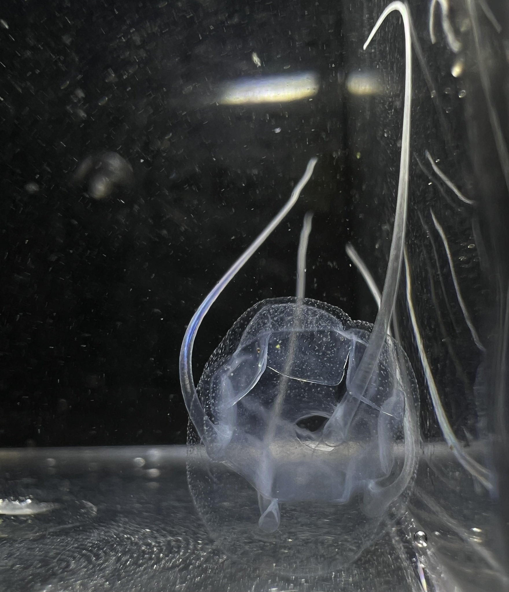 Solmundaegina nematophora Lindsay, 2017
