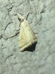 Microtheoris