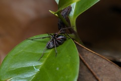 Mallinella annulipes