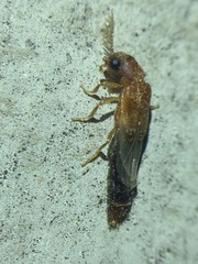 Distremocephalus texanus