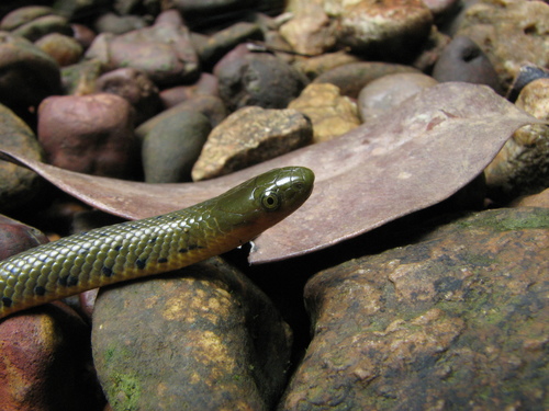 Water Rhabdops, Rhabdops aquaticus