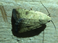 Micrathetis triplex