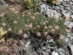 Erigeron klamathensis