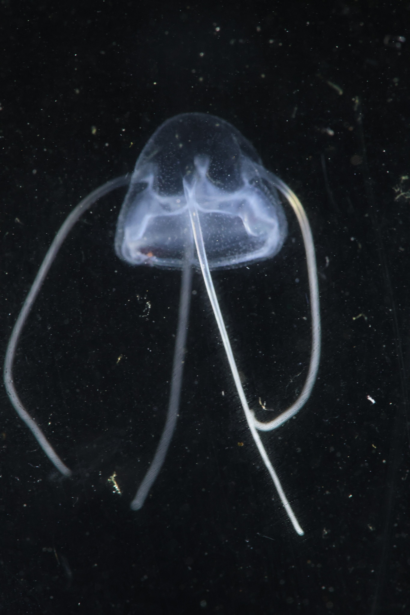 Solmundaegina nematophora Lindsay, 2017