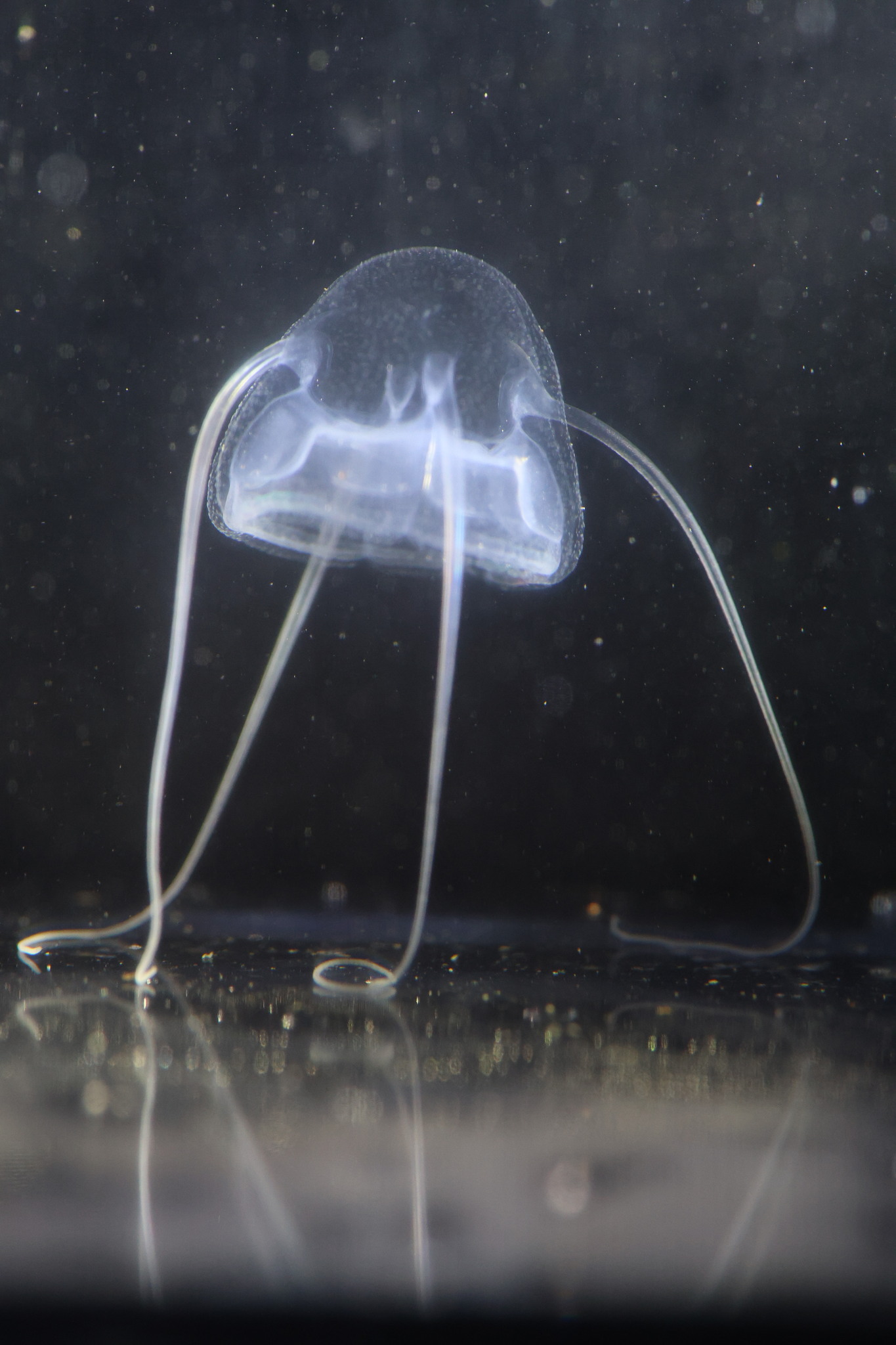 Solmundaegina nematophora Lindsay, 2017