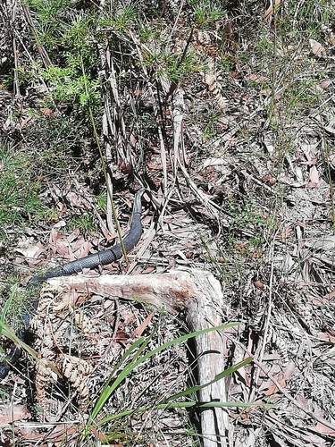 Red-bellied Black Snake sighting