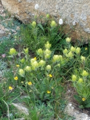 Castilleja occidentalis