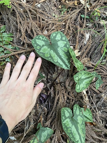 Asarum unzen iNat (1)