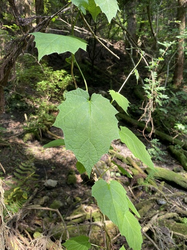Hosiea japonica iNat (1)