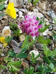 Trifolium parryi